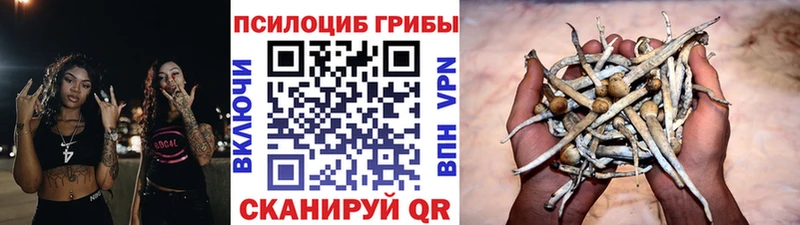 Купить где  Горнозаводск  Галлюциногенные грибы мицелий 